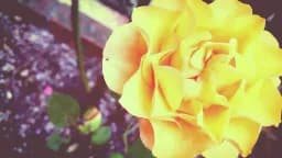 Golden Rose Close-Up