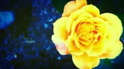 Electric Yellow Rose