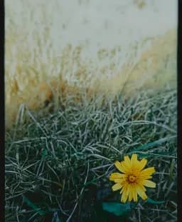 Grassland Gold