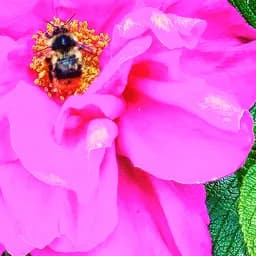Pink Rose Bee Dinner