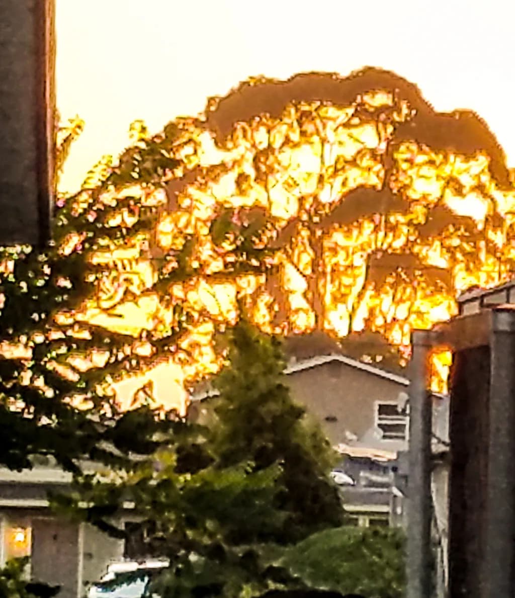 Autumn Light Over Rooftops