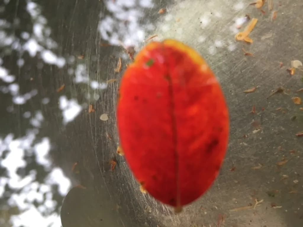 Fall Over Water