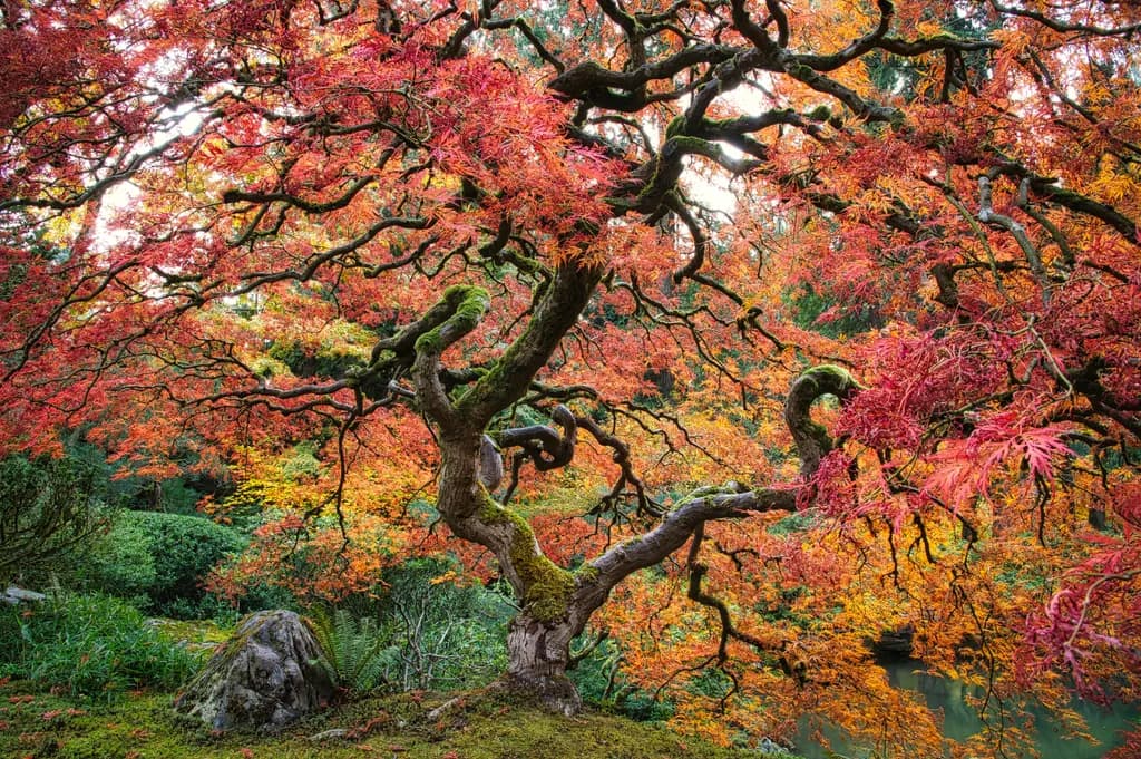 Portland Japanese Garden Maple Tree