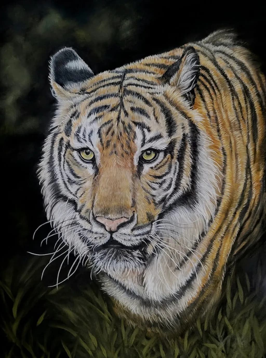 Tiger in Shadow