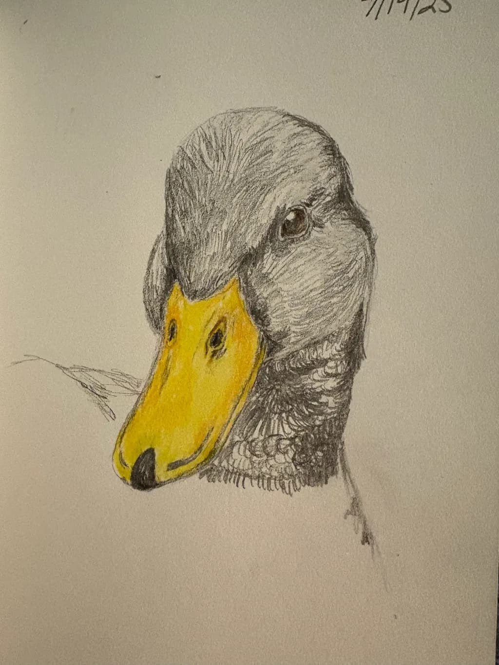 Mallard