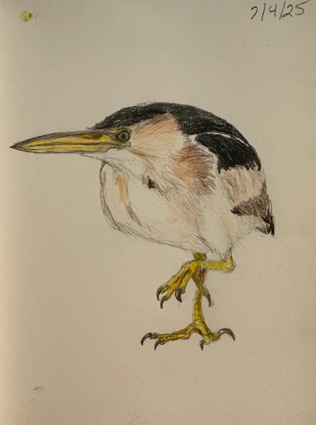 Gru- Least Bittern Heron Sketch