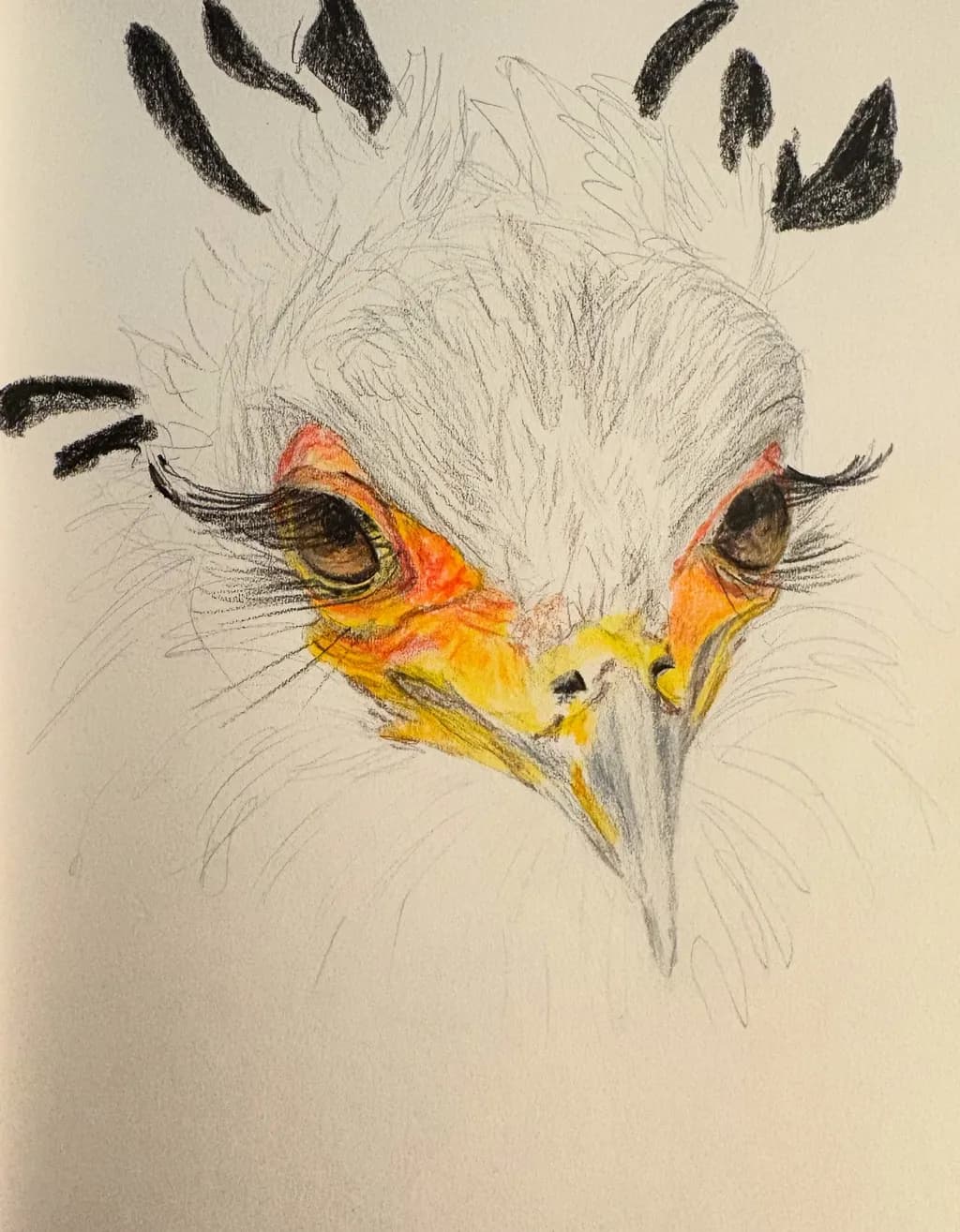"Lashes For Day" - Secretary Bird