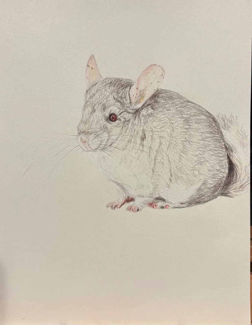 Mia's Chinchilla