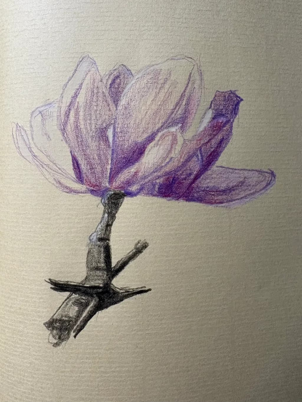 Purple Bloom