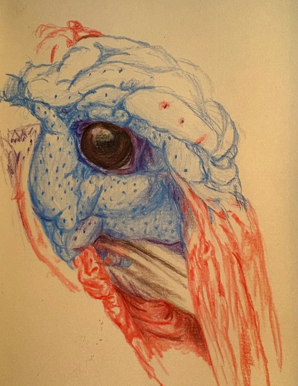 "Gobble, Gobble, MF" Turkey Close up