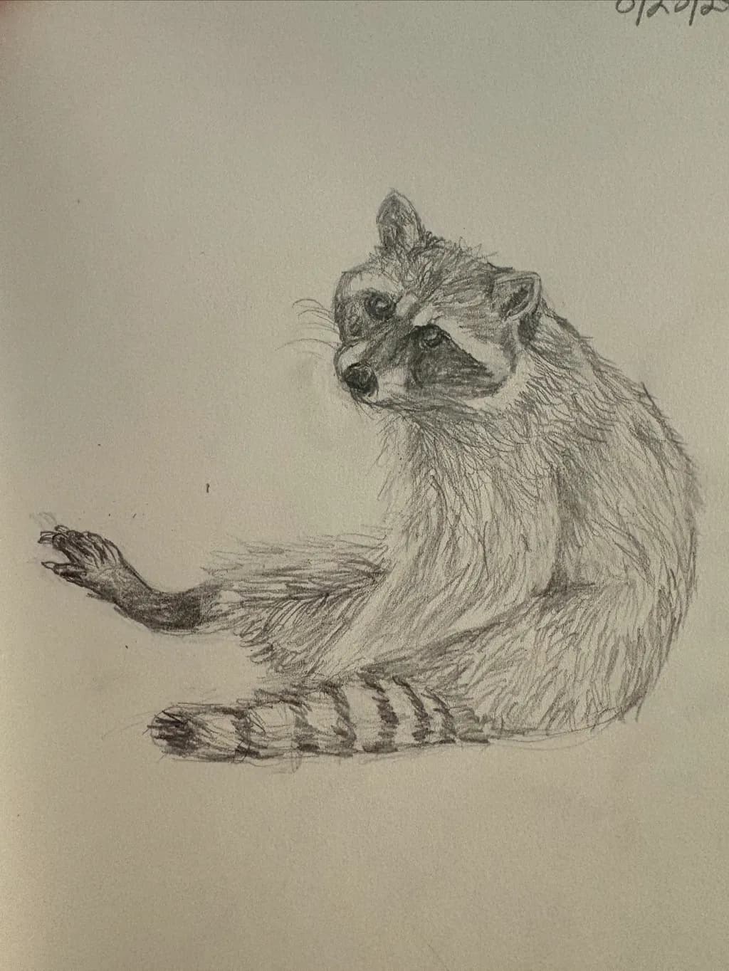 Raccoon Sketch- Exhaustion