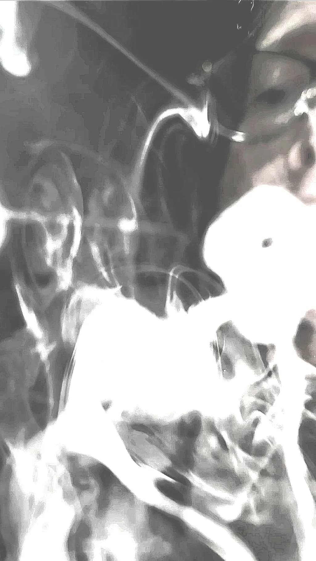 Distorted Faces in Gray