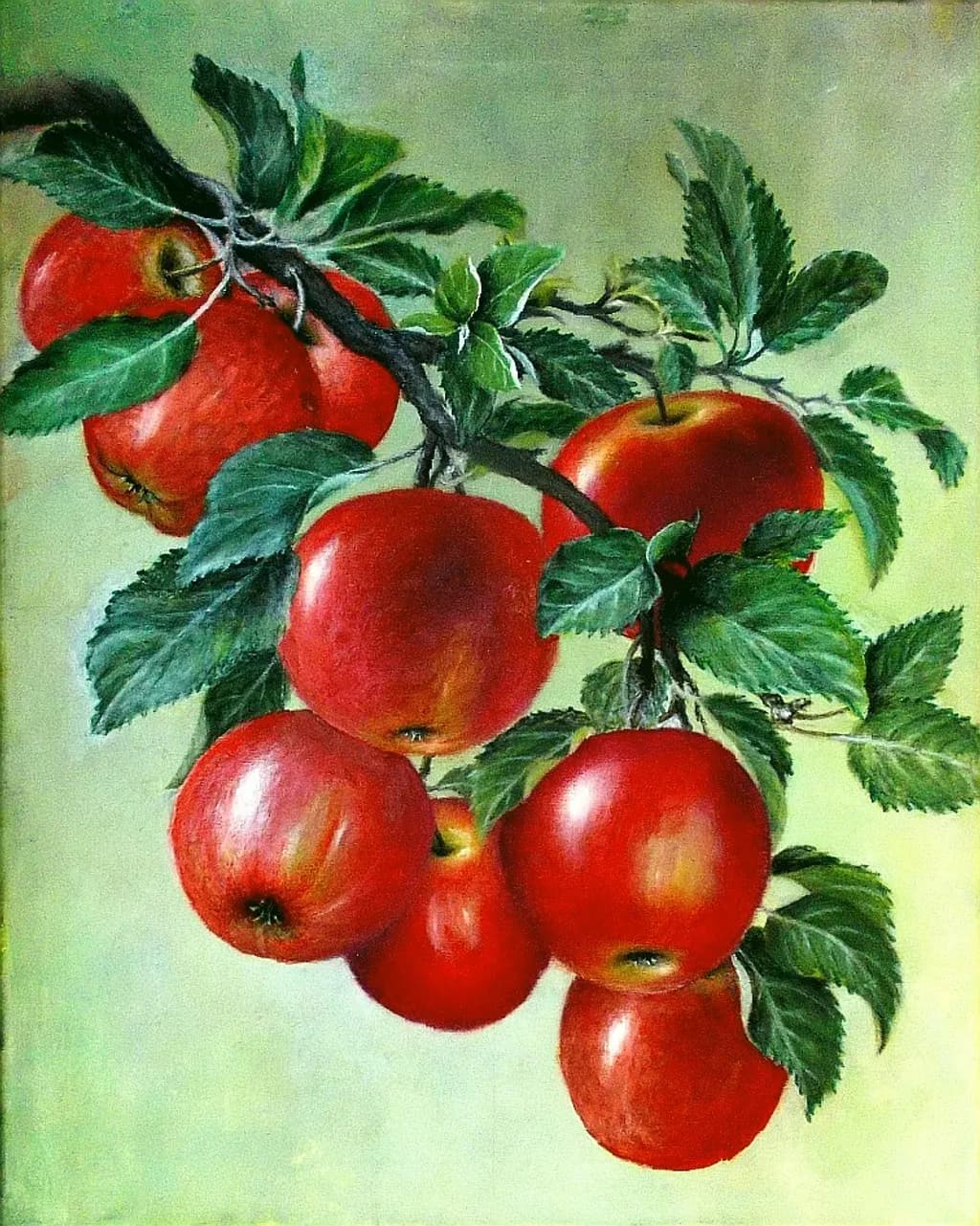 Apple Branch Harvest