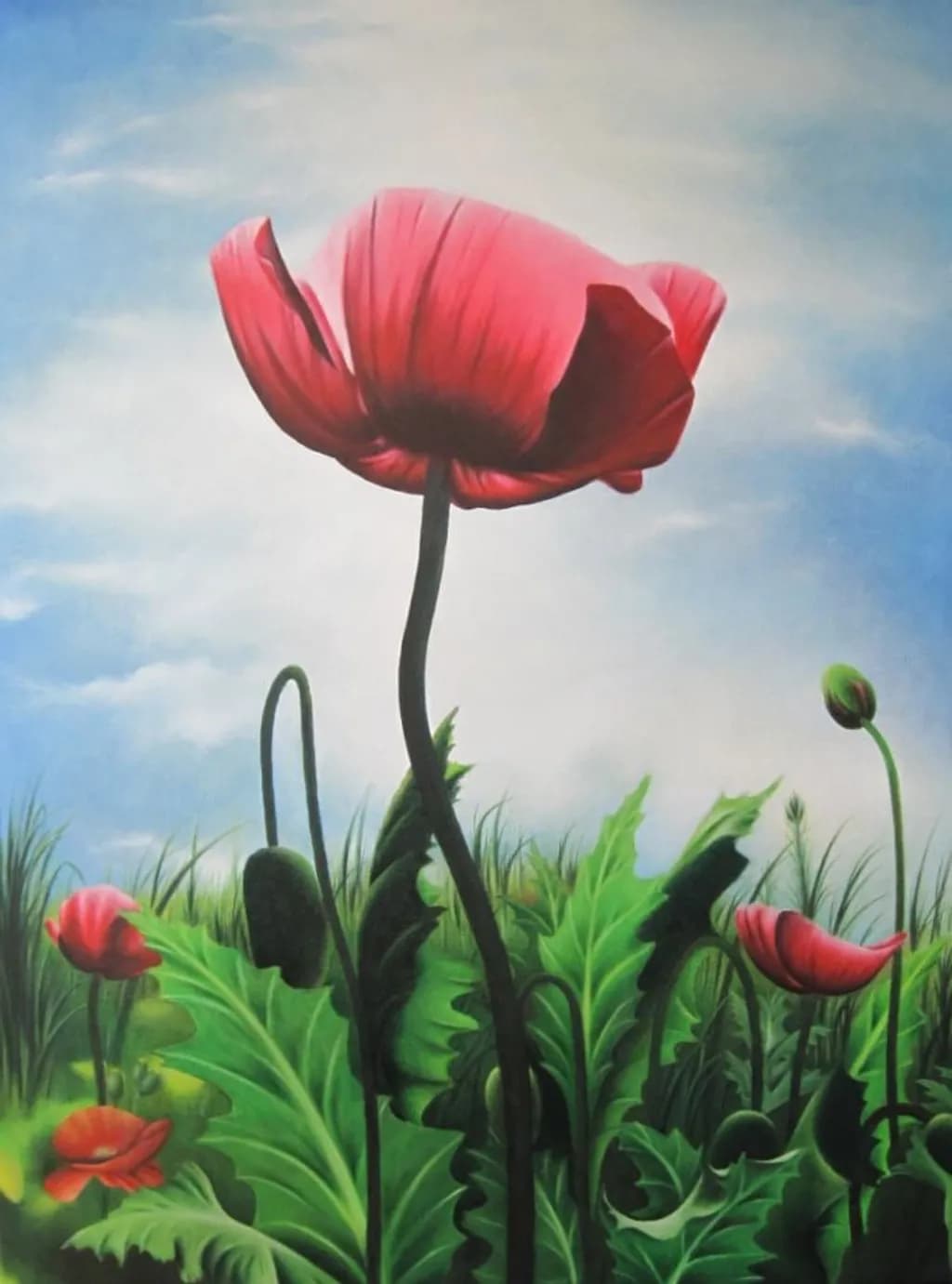 Rote Mohnblume