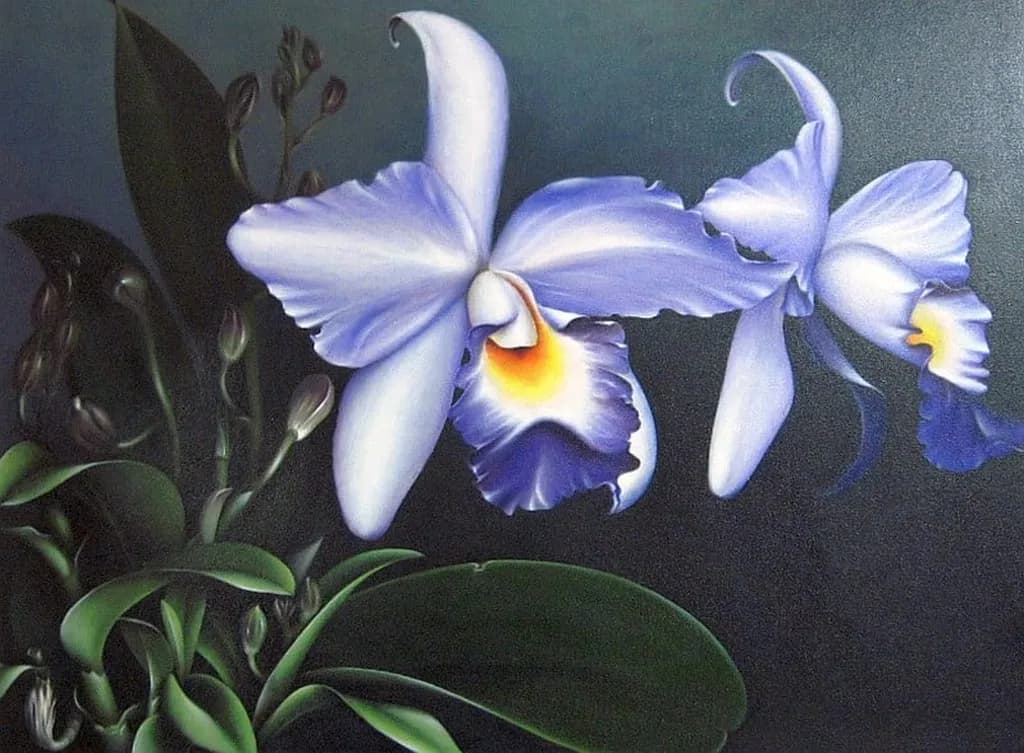 Lavender Orchids