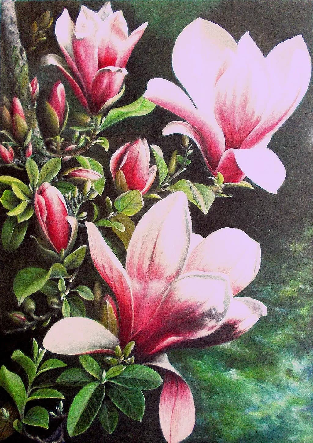 Magnolia Bloom Cluster