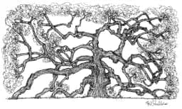 Historic, Charleston, SC "Angel Oak"