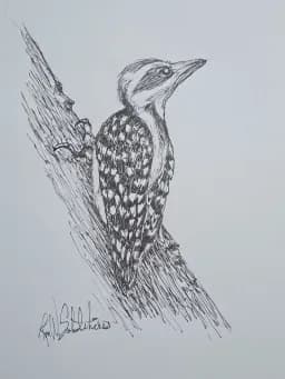 Woodpecker