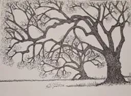 Live Oaks in Ink