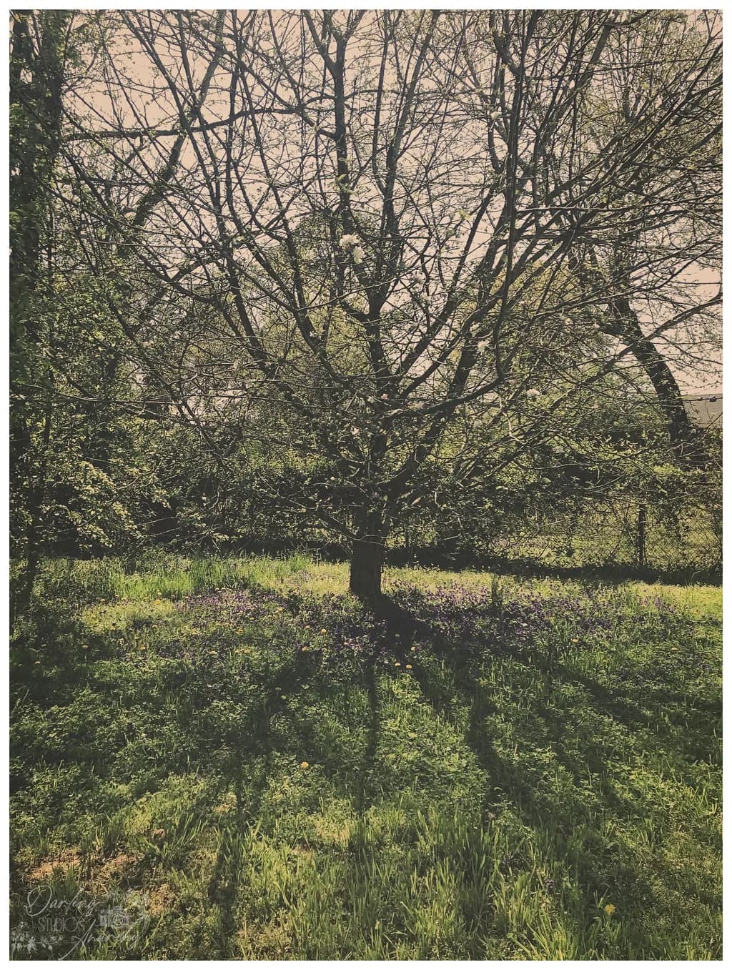 Wildflower Meadow Tree