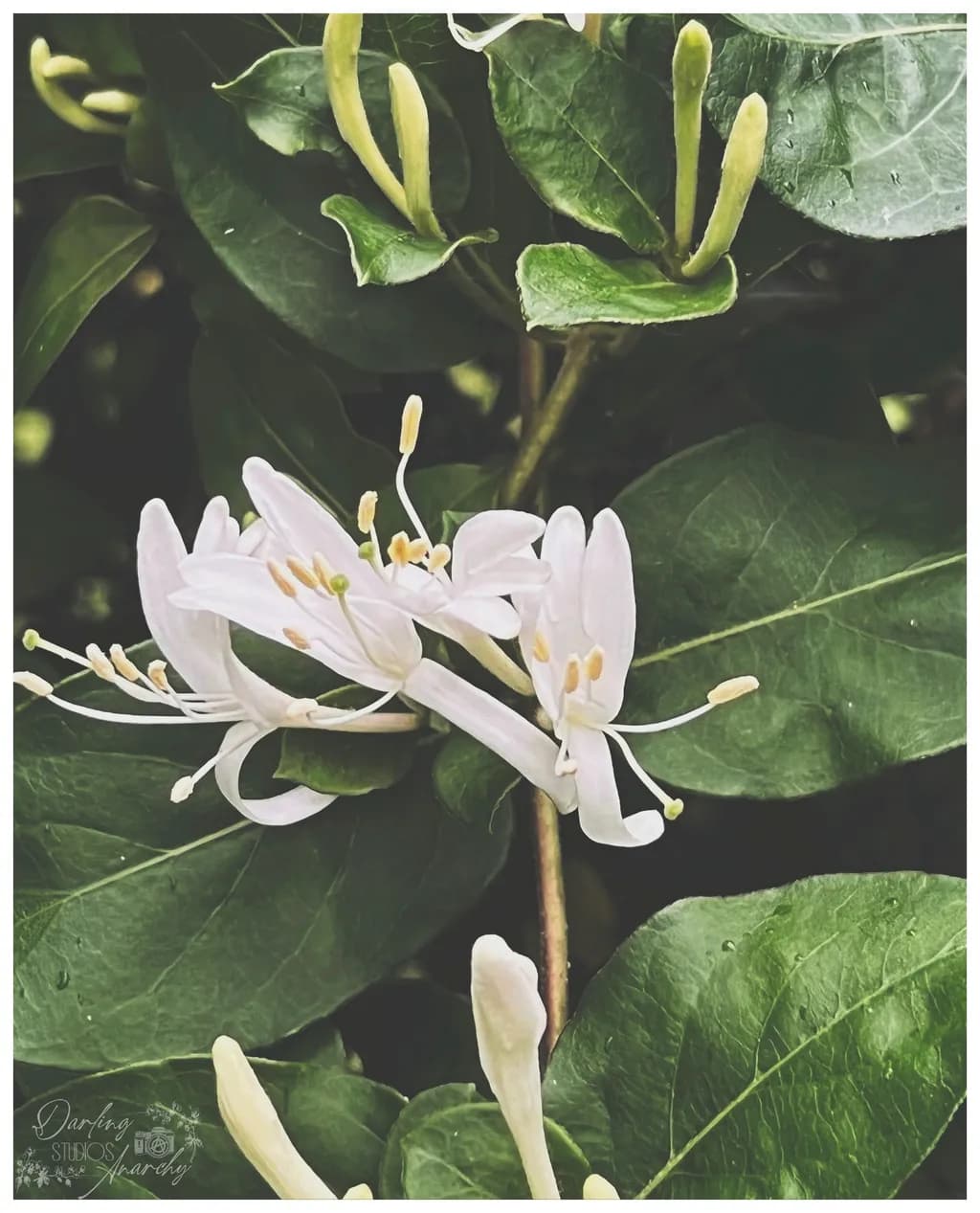 Honeysuckle Bloom