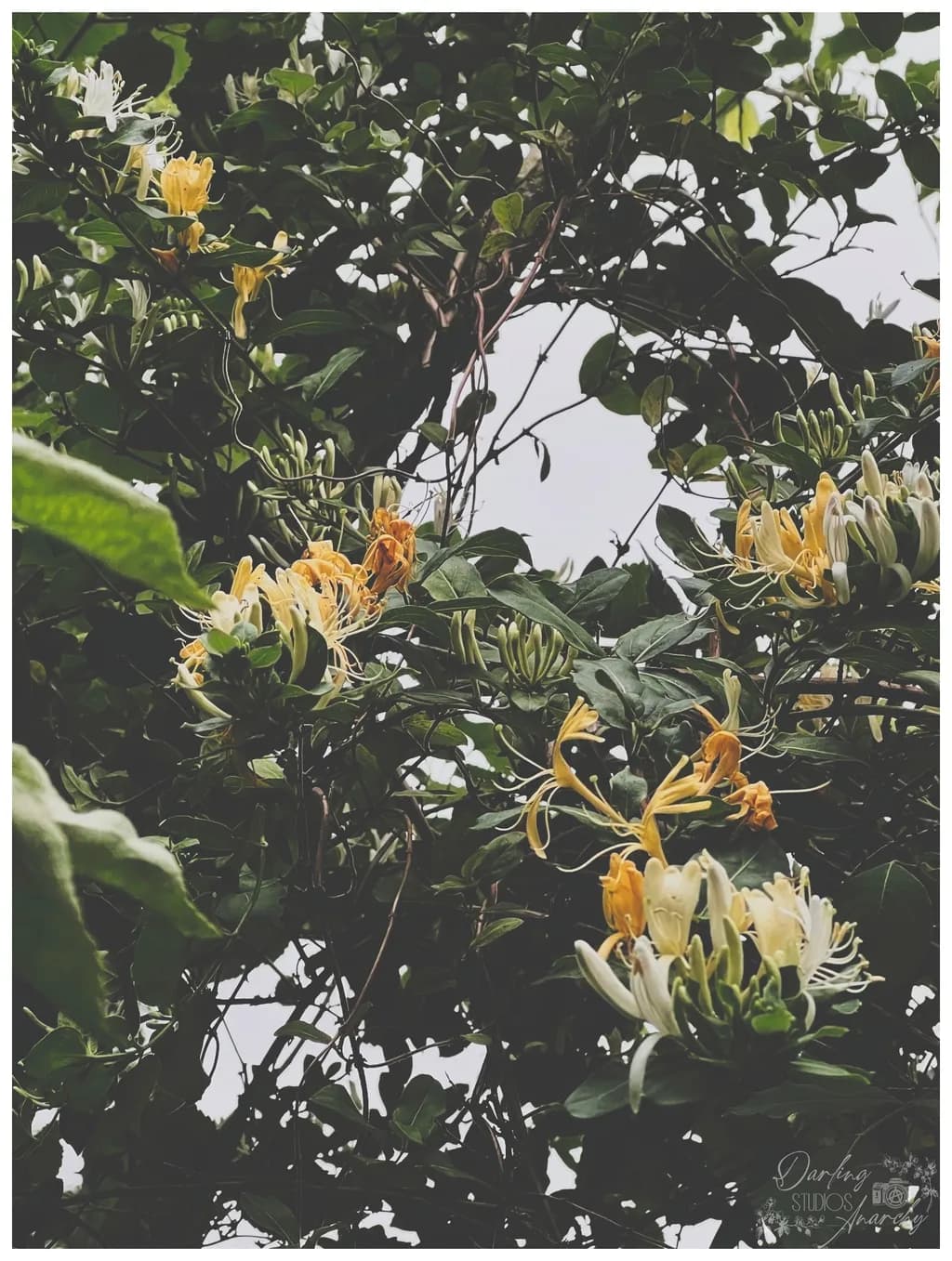 Honeysuckle Canopy