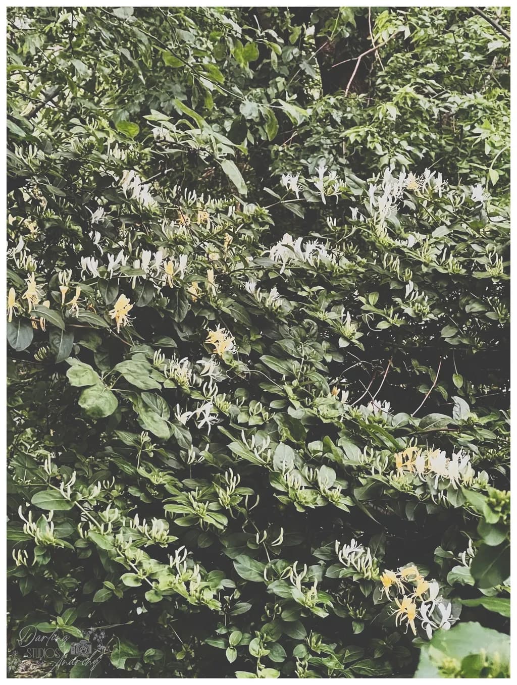 Honeysuckle