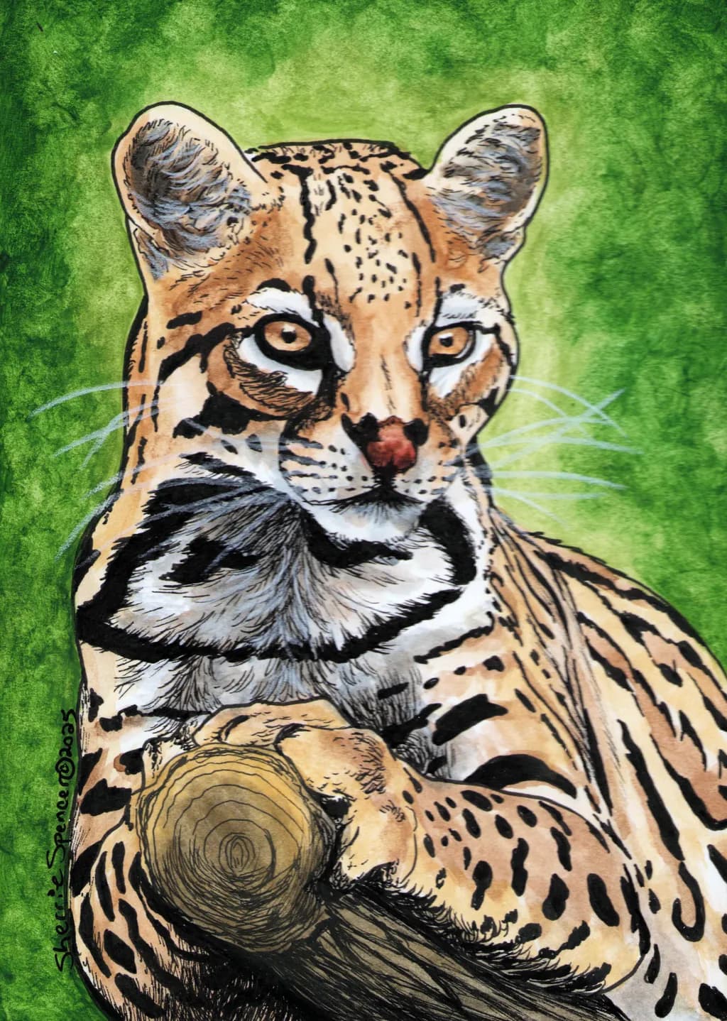 Ocelot Portrait