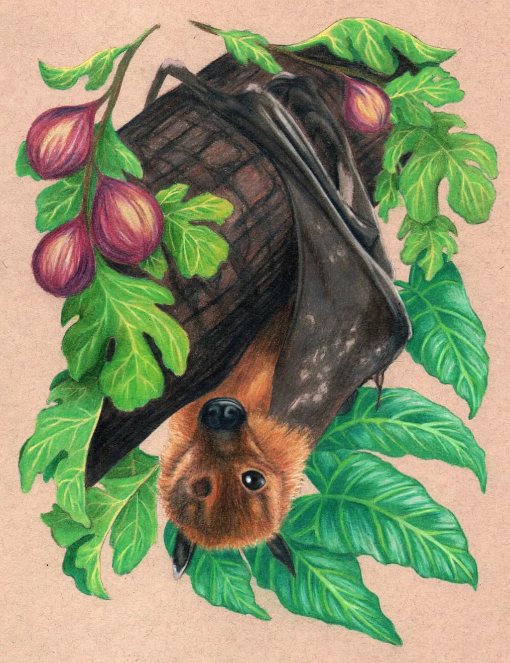 Flying Fox Bat with one eye