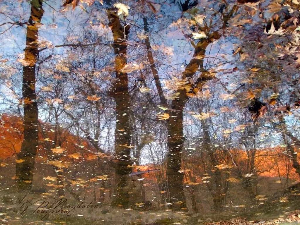Enchanted Forest