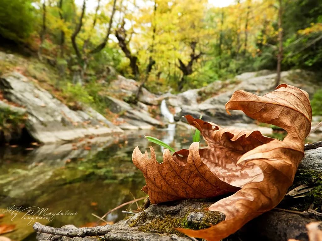 Autumn Leaf