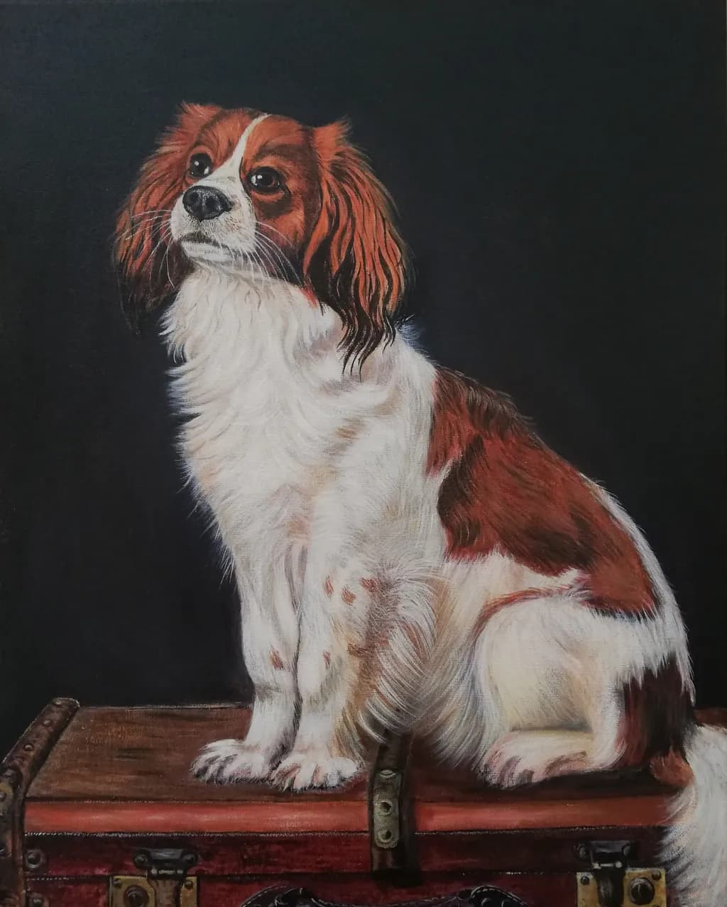 The Kooikerhondje