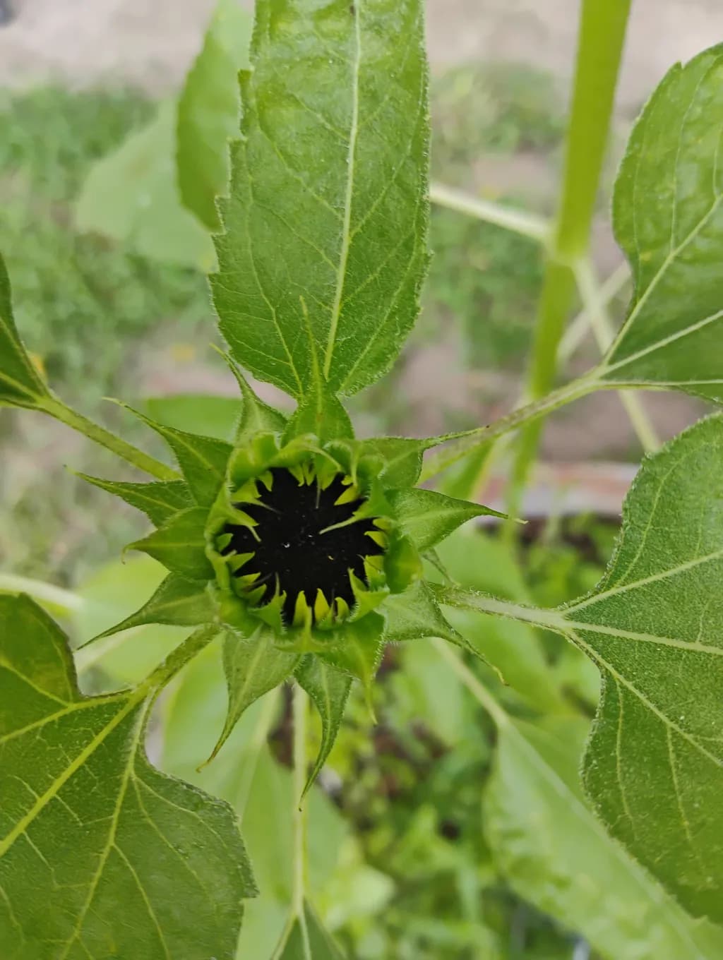 Sunflower Bud in Green