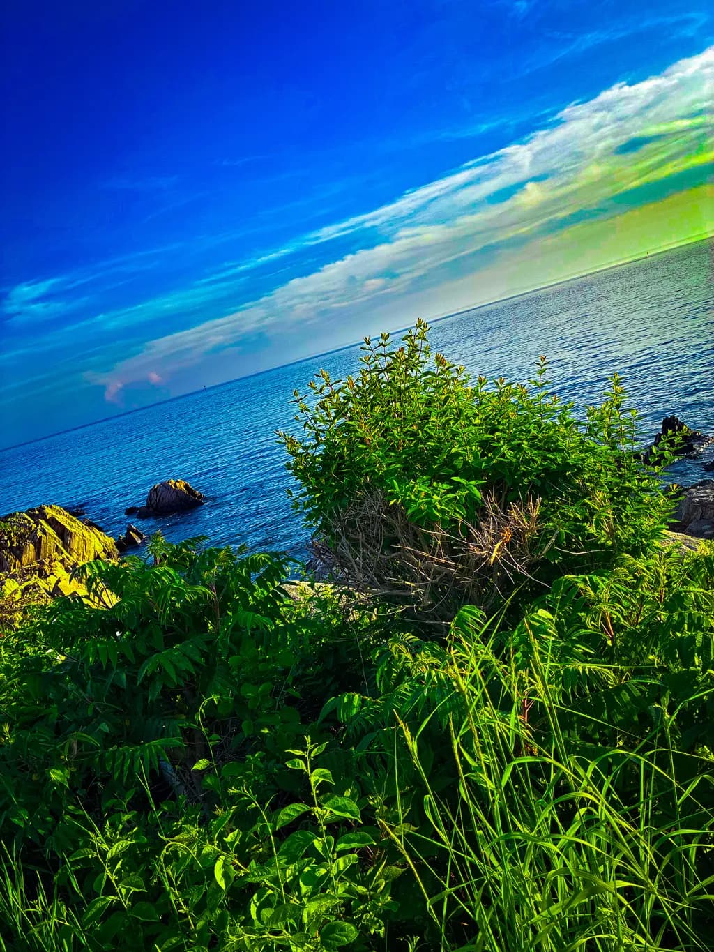 Coastal Greenery
