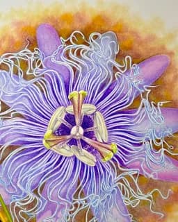 Purple Passionflower