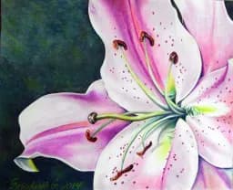 Pink Stargazer Lily