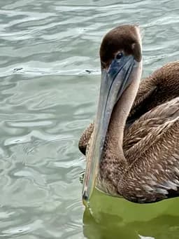 Pelican on Rippling Water