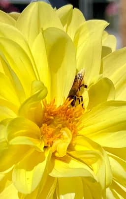 Bee Among Yellow Petals