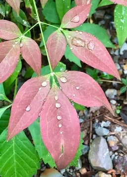 Dew on Crimson Leaves