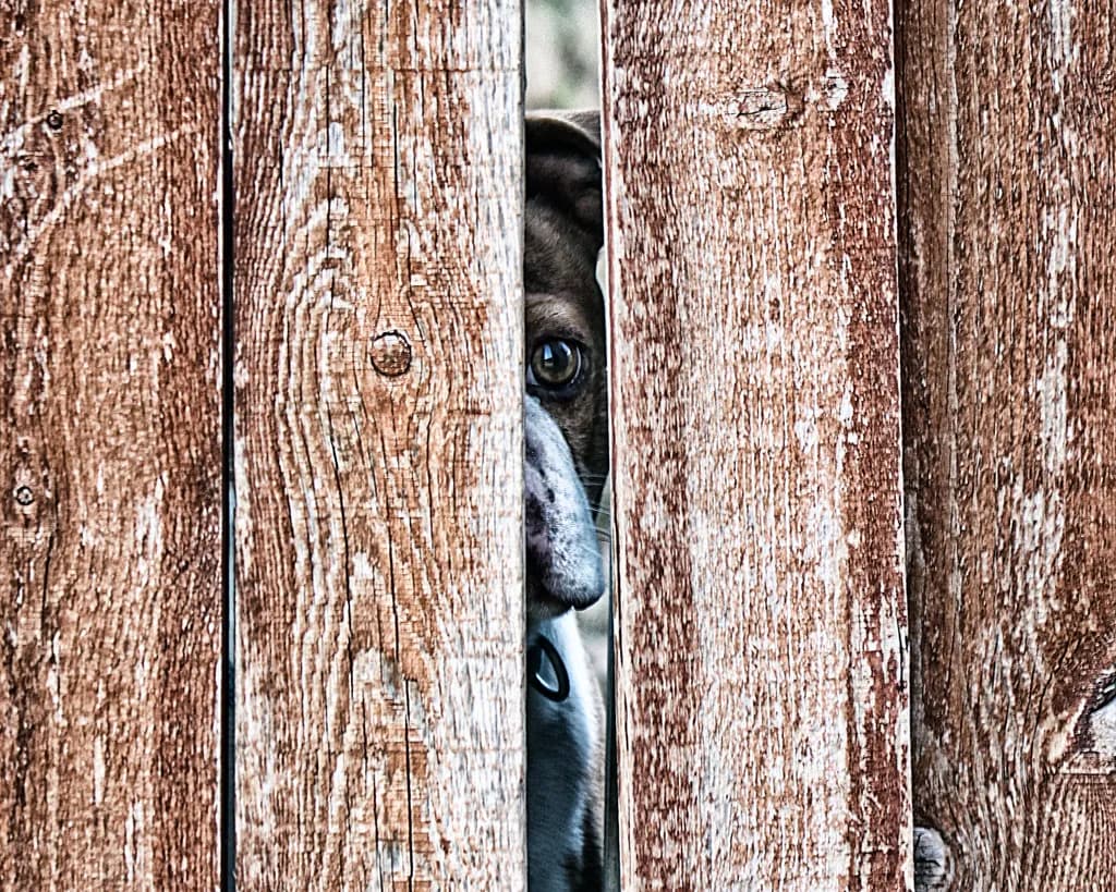Behind the Fence