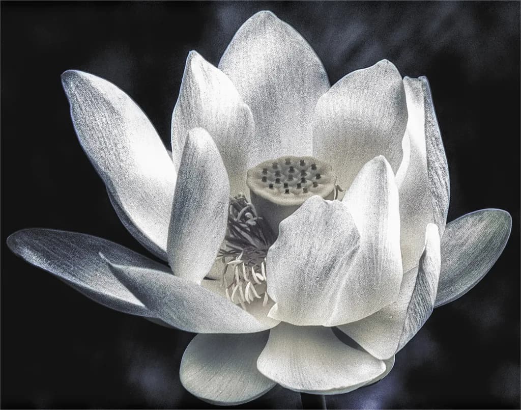 Monochrome Lotus