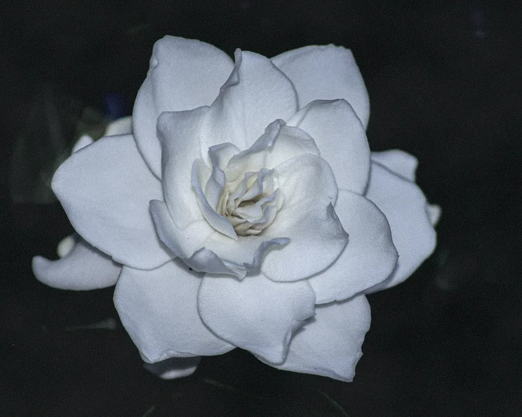 White Gardenia