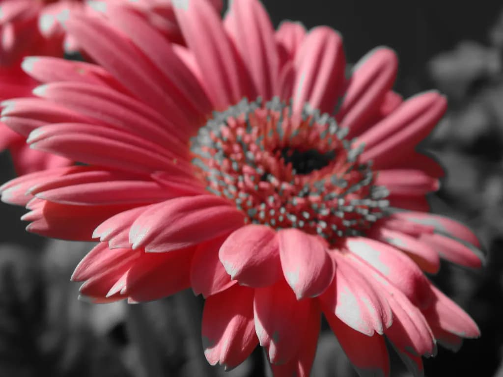 Pink Gerbera