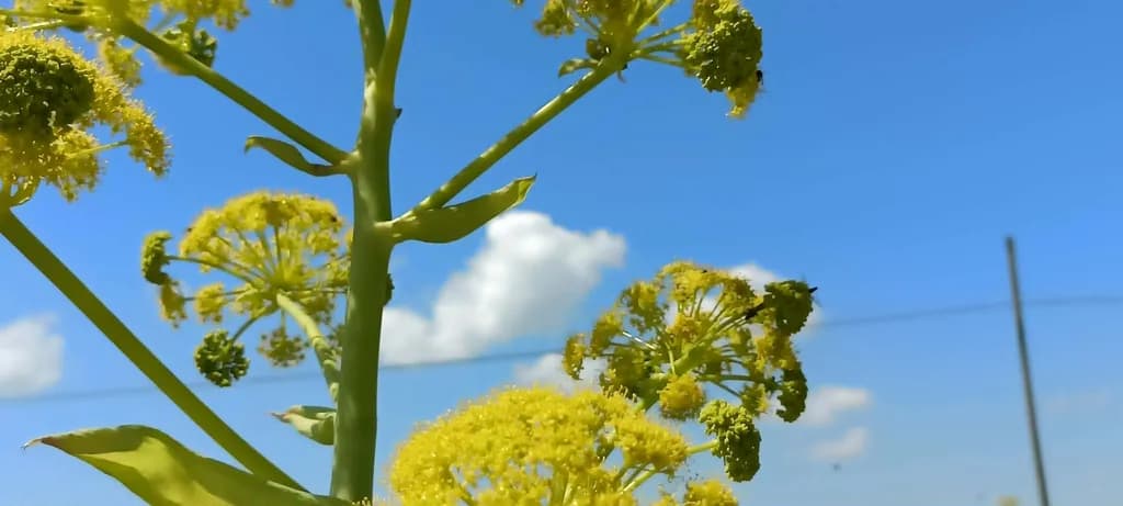 Yellow Umbel Blossoms