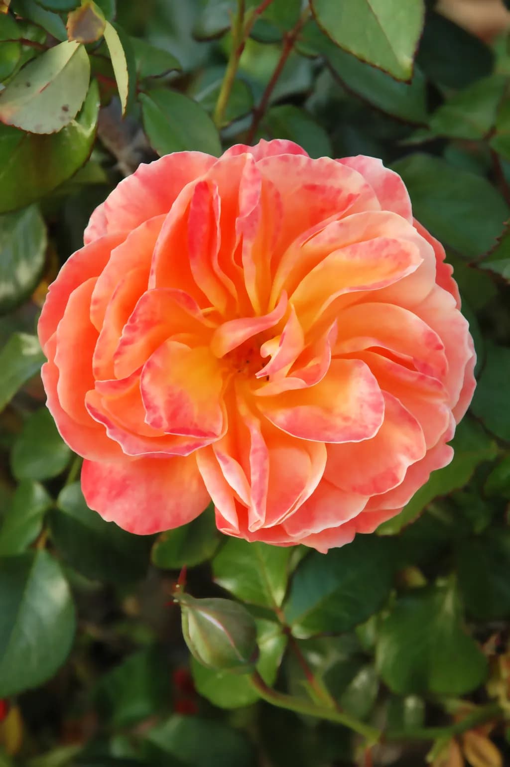 Peach Blossom