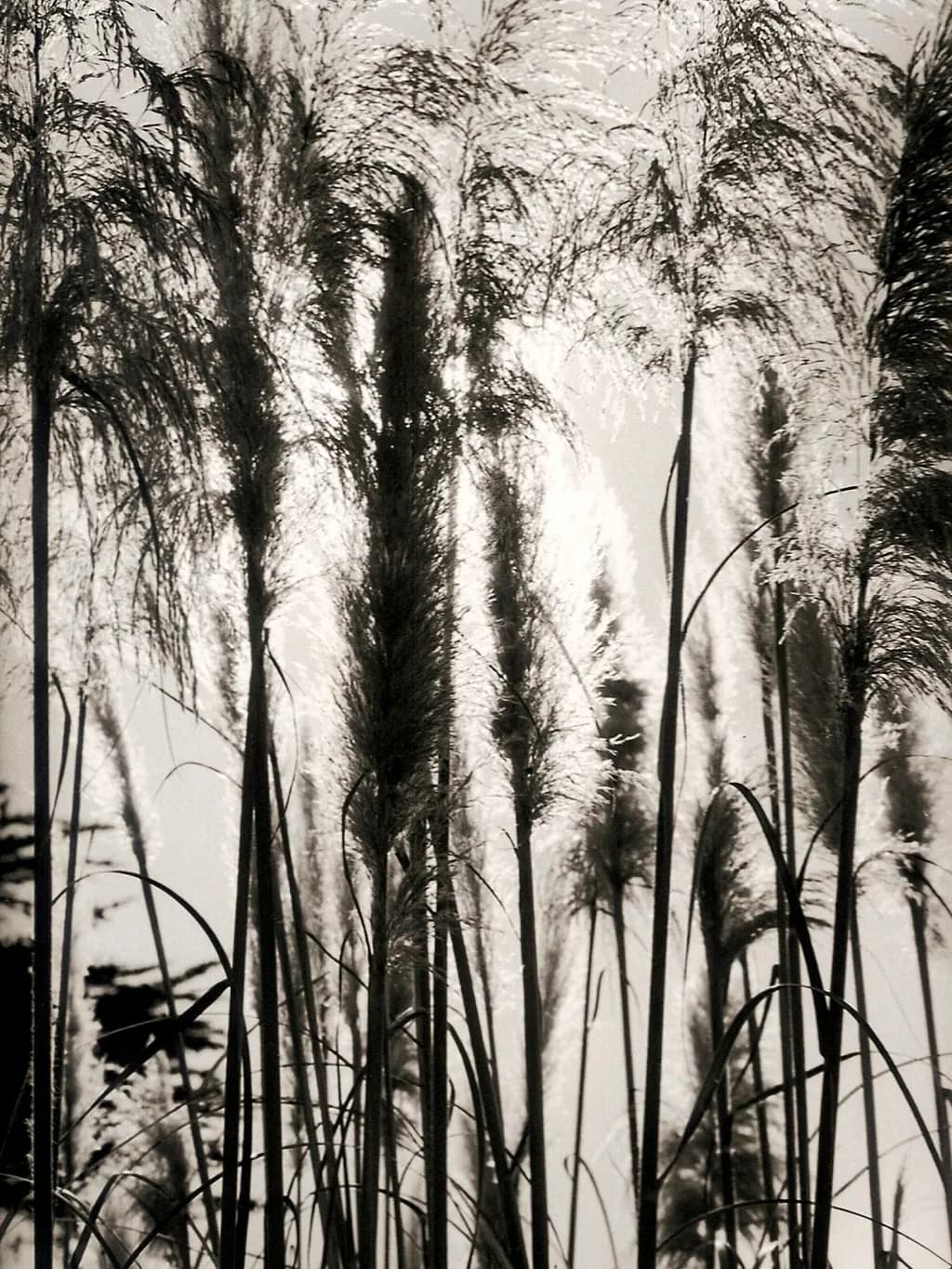 Whispering Beach Grasses