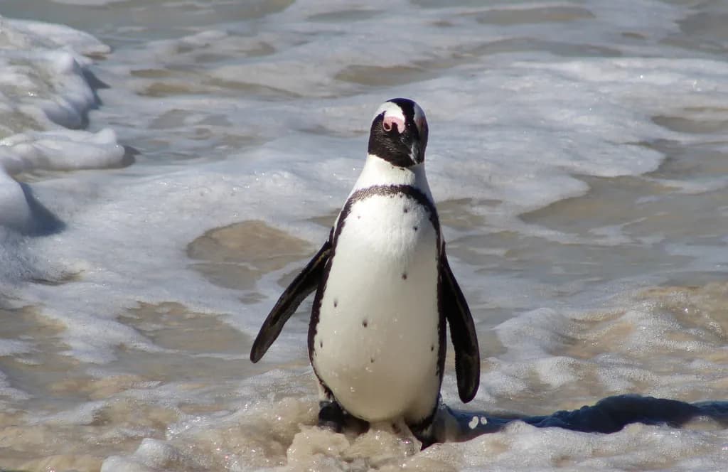 Gentle Waves: A Penguin's Journey on the Shoreline