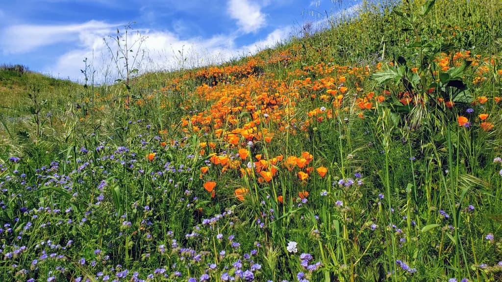 Vibrant Hillside Blooms: A Symphony of Orange and Purple Wildflowers Under a Blue Sky