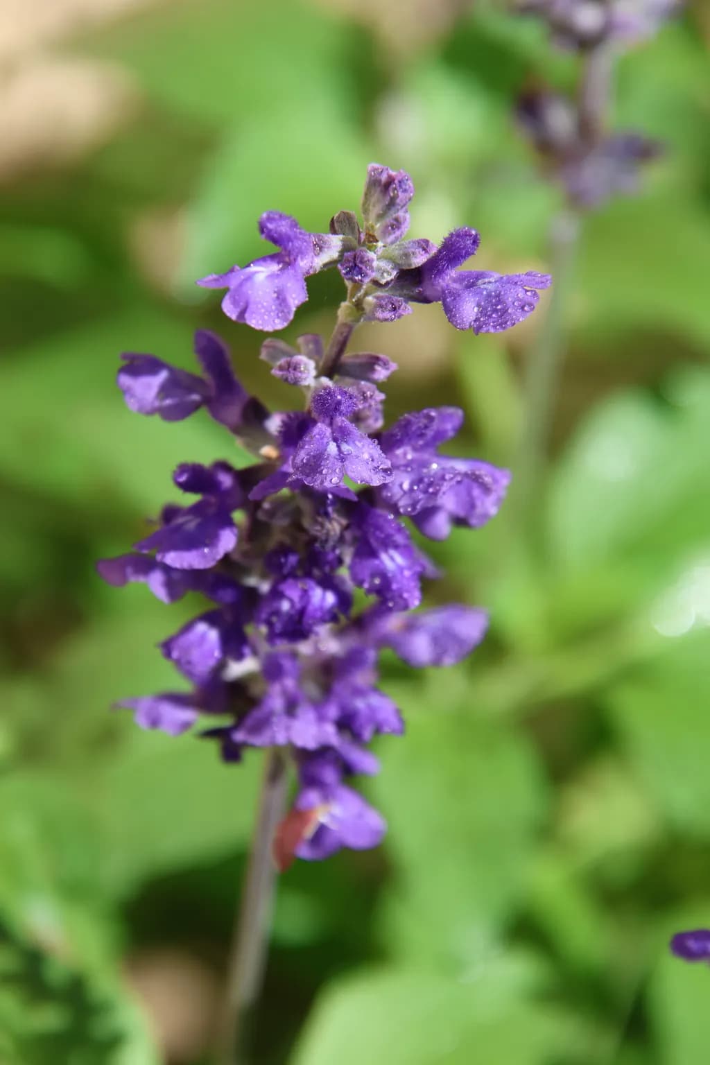 Salvia