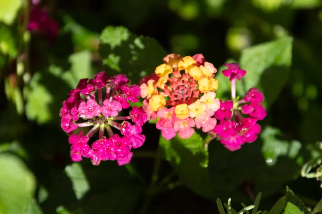 Lantana
